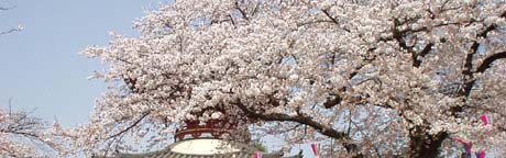 川越市喜多院の桜（春）